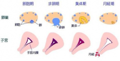 排卵期症状，准确判断自己的排卵期