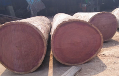 紫木是一种什么木，要怎么保养