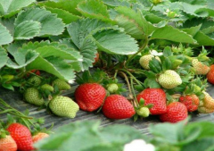草莓育苗一亩地栽多少棵合适呢 三个方面探讨草
